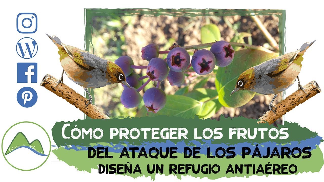 Cómo proteger los frutos de los ataques de los pájaros | LdN - YouTube