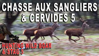 Hunting wild boar and stag in Spain part 5