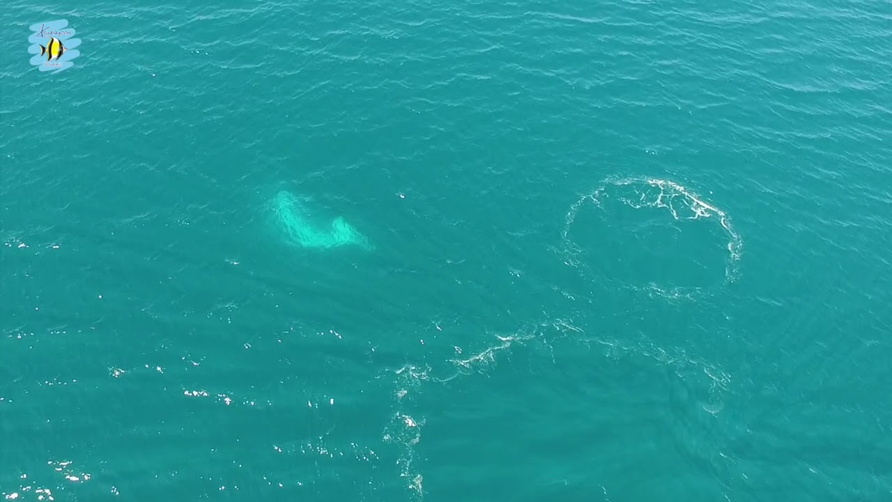 Danse de la baleine YouTube