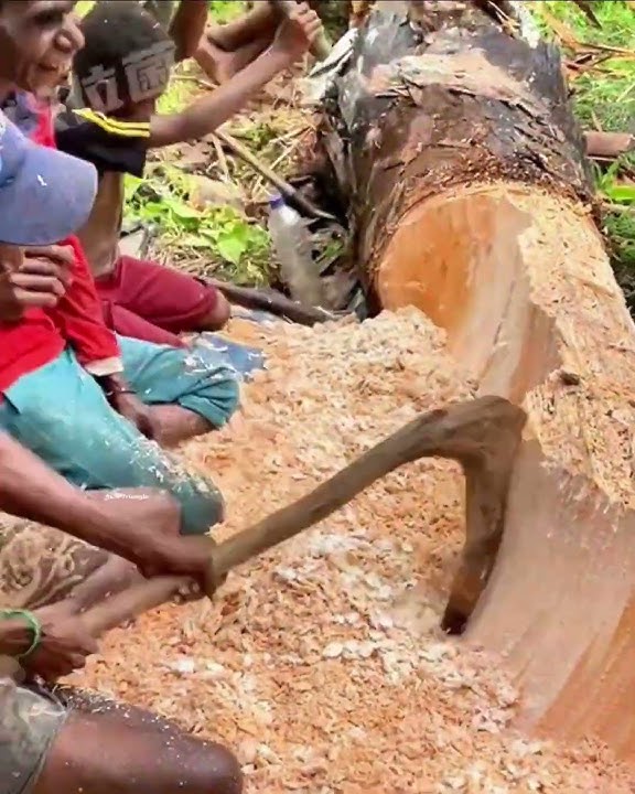 How Sago Starch Is Extracted From Tree In Indonasia 👌-1142C1