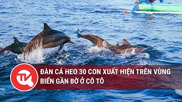 Đàn cá heo 30 con xuất hiện trên vùng biển gần bờ ở Cô Tô | Truyền hình Quốc hội Việt Nam