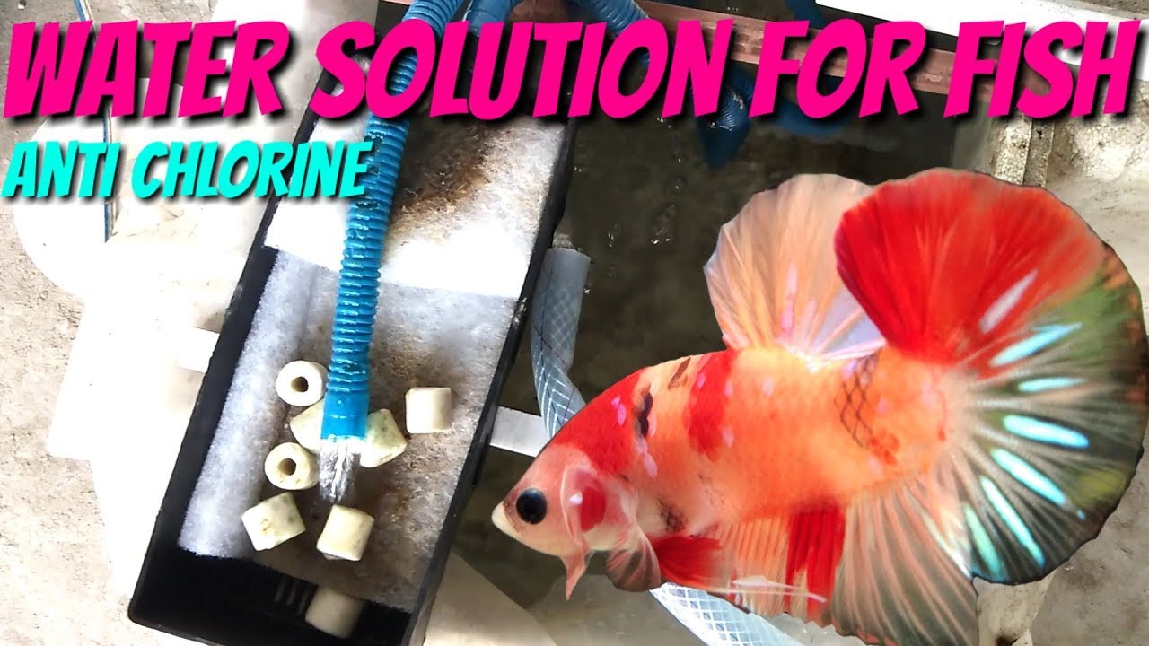 How to Process Water for Betta Fish Chlorine Removal