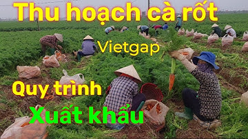 Cùng Xem Nông Dân Hải Dương Thu Hoạch Cà Rốt Xuất Khẩu