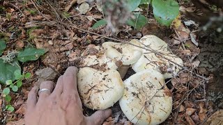 PINE Mushrooms Foraging on the 4th of JULY.     Pt.3 FINAL.