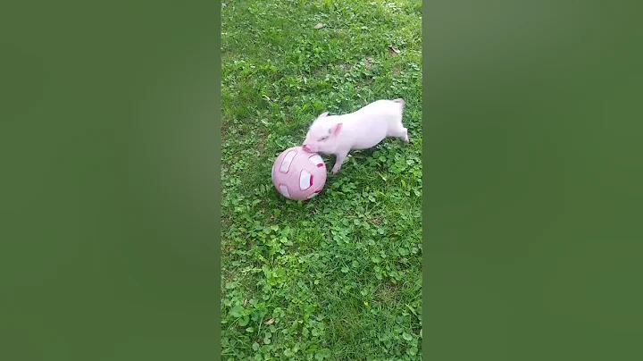 Bacon plays soccer
