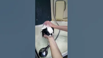 Японский хин.  Купание
