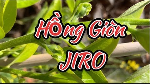 Cây Hồng Giòn JIRO ra rất nhiều trái #persimmon
