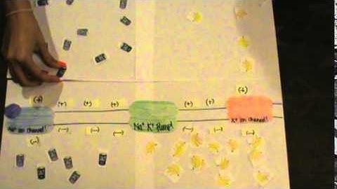 Model Project- Action Potential
