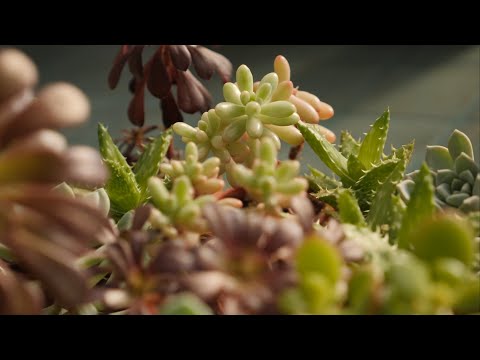 Video: Îngrijirea plantelor de iarnă: Cum să pregătiți plantele de interior pentru iarnă