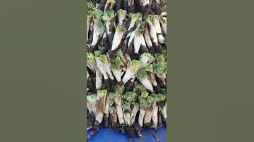 Kenger Zamanı 