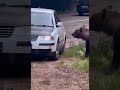 Always on the Side of the Bears — Humanity Has Failed