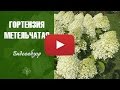 Красивые цветы 🌱 Гортензия метельчатая. ТОП-10 самых популярных сортов