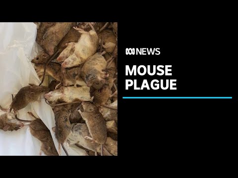 &#039;Mouse plague&#039; escalates across NSW as farmers fear for winter crops | ABC News