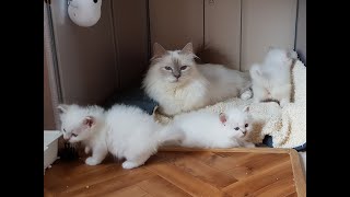 Birman Kittens Lilac Litter  From birth to new homes VLOG #7
