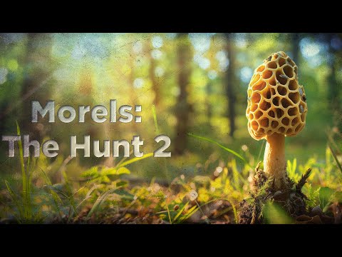 Видео: Высокогорные Леса ★ Morels: The Hunt 2 ★ Часть 2