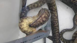 タコに襲い掛かるウツボ 体をヘビのようにくねらせながらタコに食いつきています 捕食 時は獰猛になりますが 通常はおとなしい性格であることが飼育して分かりました 蛸は打保の大好物 Youtube
