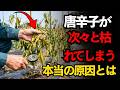 免疫力を高めて畑を救う秘訣――真夏に唐辛子畑を壊滅させるウイルスを食い止める！ | 空海の教え | 家庭菜園 | ウイルス病 | 野菜作り