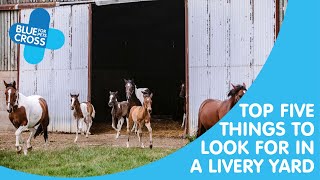 Top Five Things To Look For In A Livery Yard | Blue Cross Pet Advice