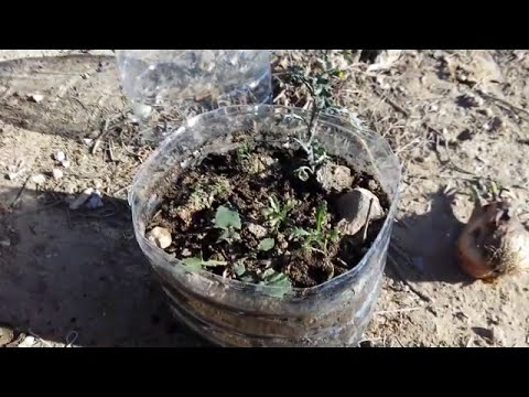 HOW TO MAKE A BIODOME