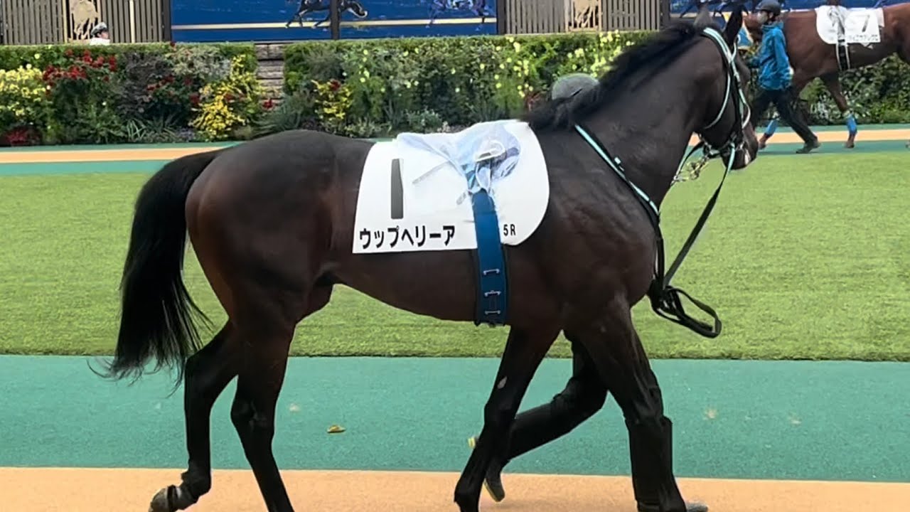 【新馬】ウップヘリーア全頭パドック2025年10月25日(土曜) 4回東京8日 5R東京競馬場