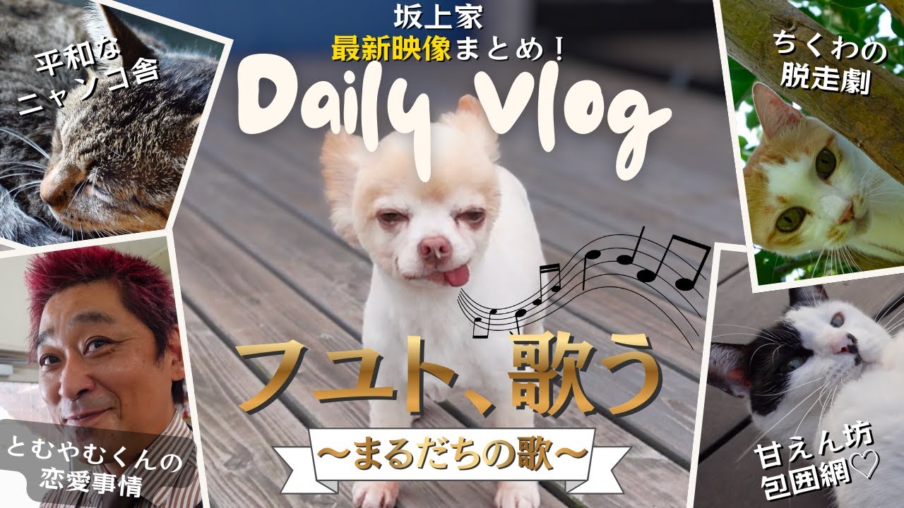【Daily Vlog】フユト、歌う！ちくわの脱走劇！とむやむくんの恋愛事情etc...〜可愛いがいっぱいの坂上家最新映像まとめ⑧〜