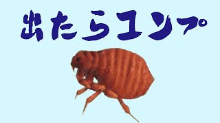 【あつ森】20時間でノミは捕まるのか？虫図鑑コンプートを目指して！