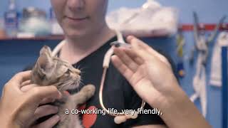 Volunteer with Rescue Paws: TRAILER
