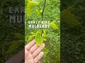 Cold Hardy Mulberry that Fruits Early?