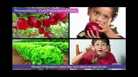 Science class-4 Chapter-1 Food for plants (part-2)