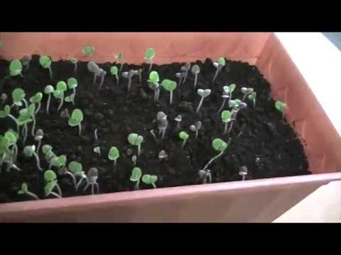Лето на подоконнике: как самостоятельно вырастить базилик