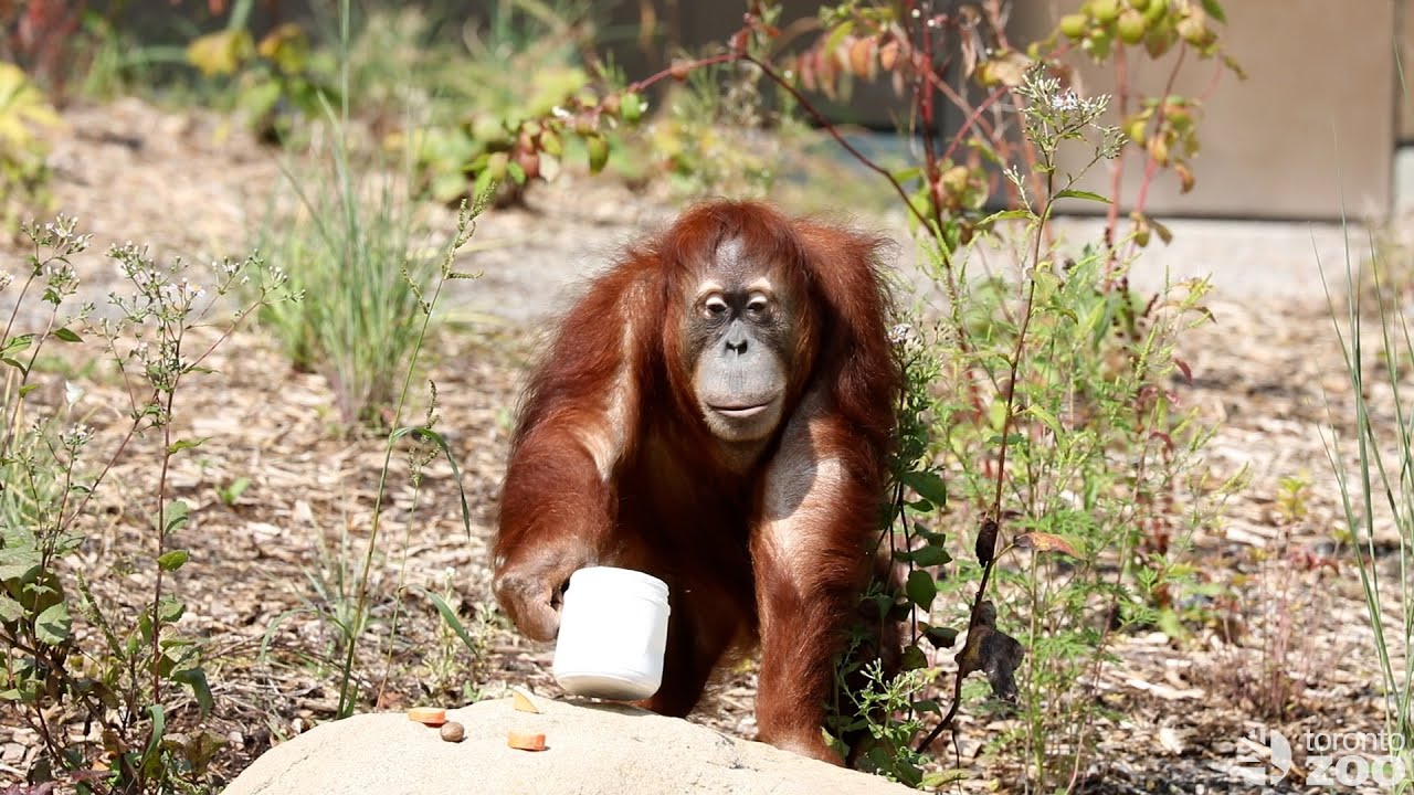 Choice and Control Toronto Zoo Orangutans Exploring Their NEW