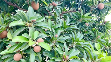 Cách bón phân và chăm sóc cây Saboche (Hồng Xiêm) trồng chậu sai trĩu quả