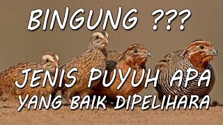 Memilih jenis puyuh yang cocok untuk ternak