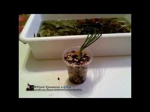 Video: Hygrophila willifolia: foto, reprodukcija, turēšana akvārijā