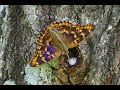 樹液を吸っている紫色の蝶　コムラサキ