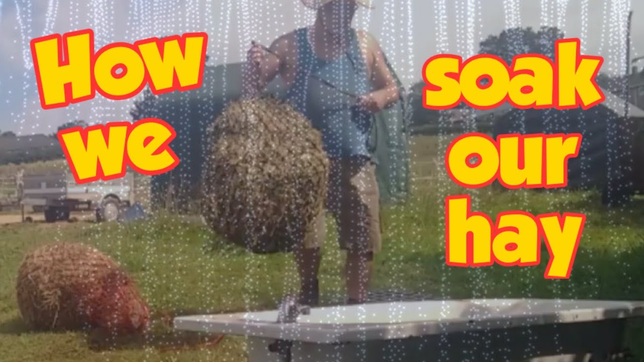 How To Soak Hay For Laminitis