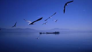 بحر وطيور للمونتاج , فيديو للمونتاج | طيور وشاطئ البحر | sea and birds 4k 2024 , ستوريات فخامة غرور