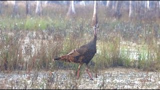 Scouting for Osceola Turkey in the Big Cypress Swamp