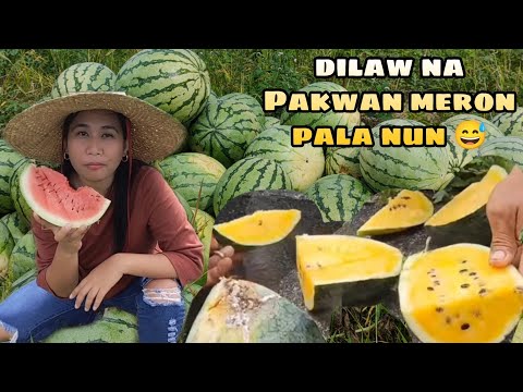 Video: Paano Palamutihan At Maghatid Ng Isang Pakwan Nang Maganda