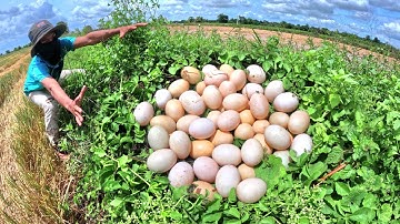 wow wow unique! pick a lot of duck eggs under the grass ln the rice field by hand luck 