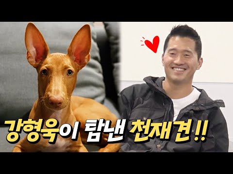 A genius dog coveted by Kang Hyung-Wook, a 3-month-old mysterious pharaohhound and tugging game