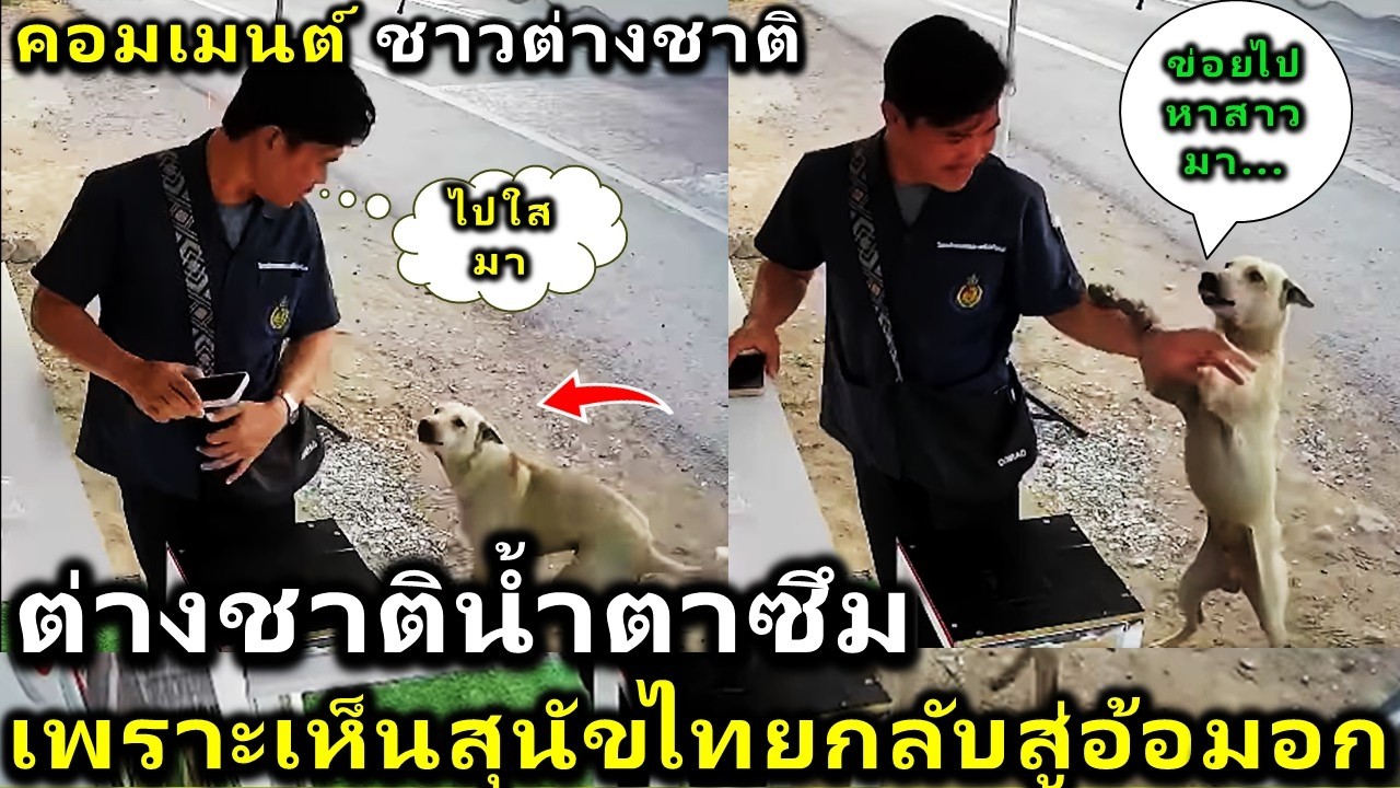 คอมเมนต์ ชาวต่างชาติน้ำตาซึม หลังเห็นสุนัขไทยกลับสู่อ้อมอกเจ้าของ เพราะหลงทาง....