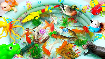 ĐỘNG VẬT DỄ THƯƠNG,CÁ MẬP,SỨA,ỐC MƯỢN HỒN,CHIM CÁNH CỤT,CÁ HEO,CÁ 7 MÀU,CÁ CHÉP,CÁ NHỎ,FISH VIDEO