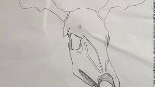RISD CE Animation Interview