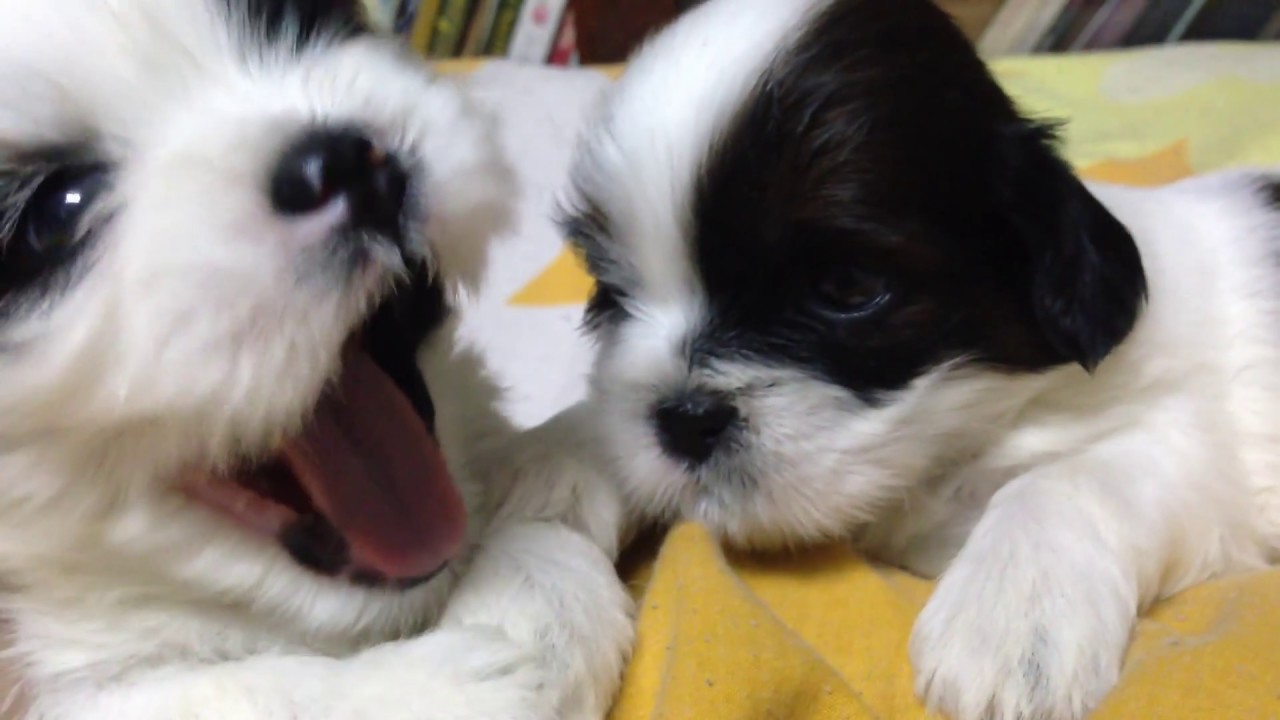How To Bathe 2 Months Old Shih Tzu Shih Tzu Dog