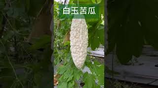 苦瓜怎麼變白？變好吃？