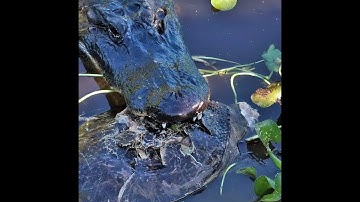 Alligator Rips Head off and Eats Big Soft-shelled Turtle