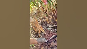 Panen Jahe Di Ladang Menggunakan Alat Sederhana Sangat Memuaskan! #shorts