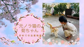 元ノラ猫の菊ちゃん初めての出産物語