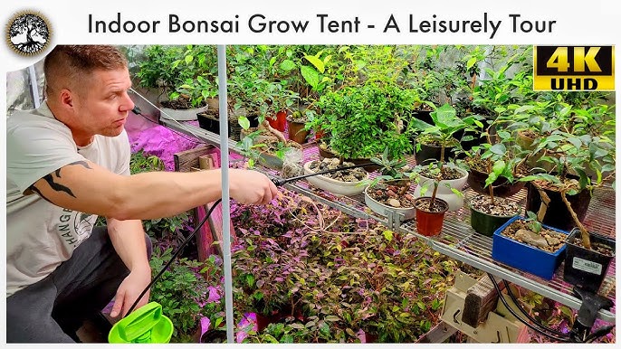Using Grow Lights for Your Bonsai - Should You do it?
